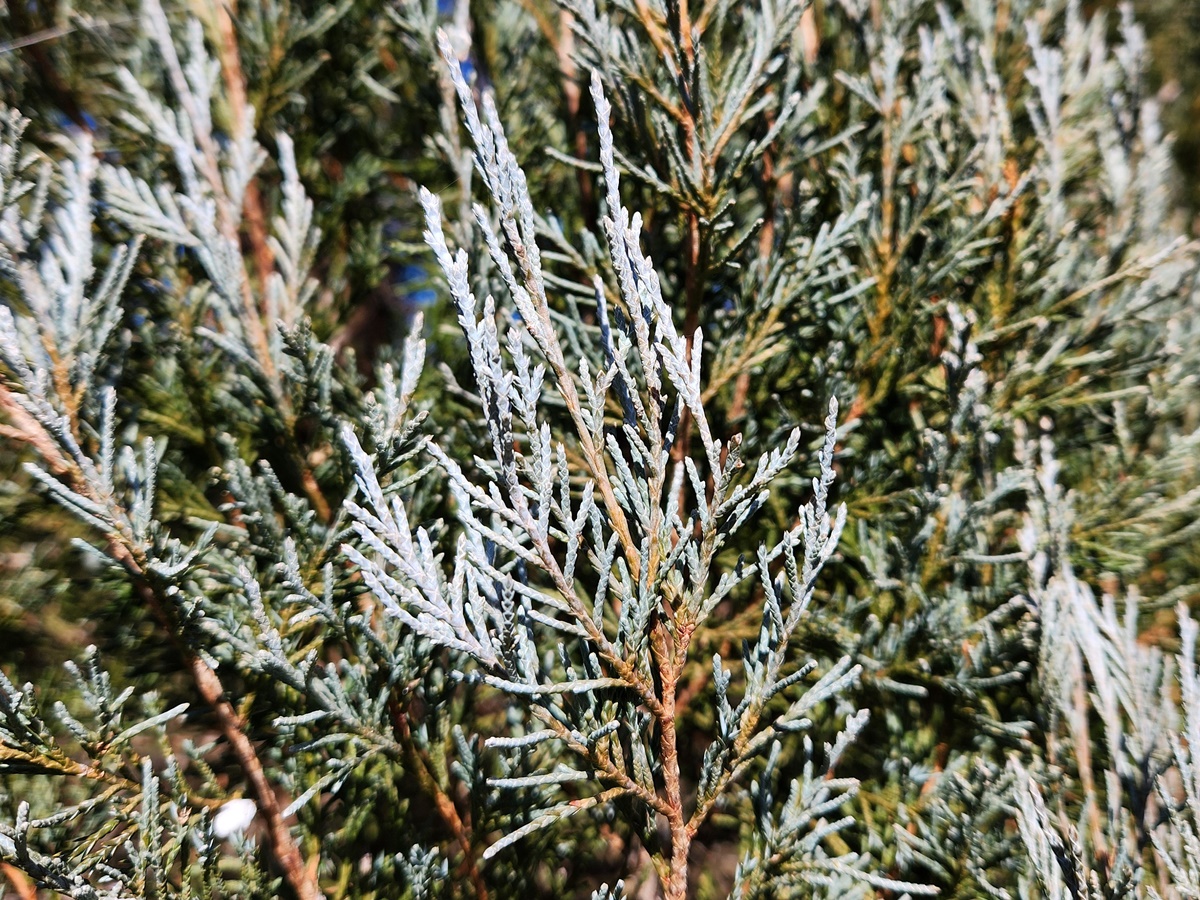 로키향나무 스카이로켓