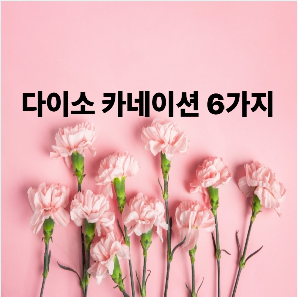 다이소 카네이션 6가지