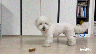 강아지 우족 먹는 모습