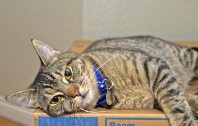 골판지 상자 위에 누워 있는 고양이