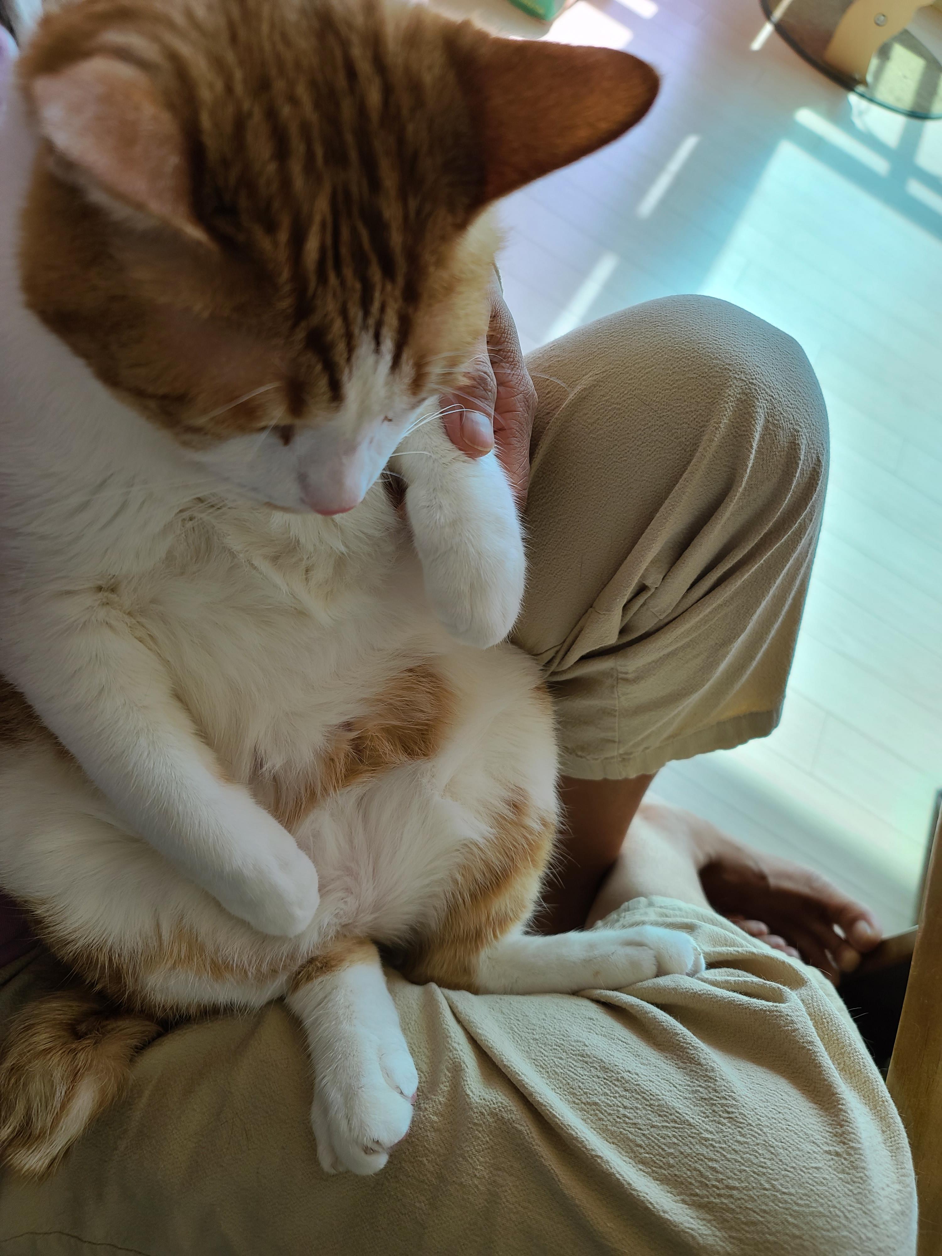 우리집 고양이들 발톱깎을때. 고양이 발톱깎기. 레벨1 vs 보스급. 중간이 없어..