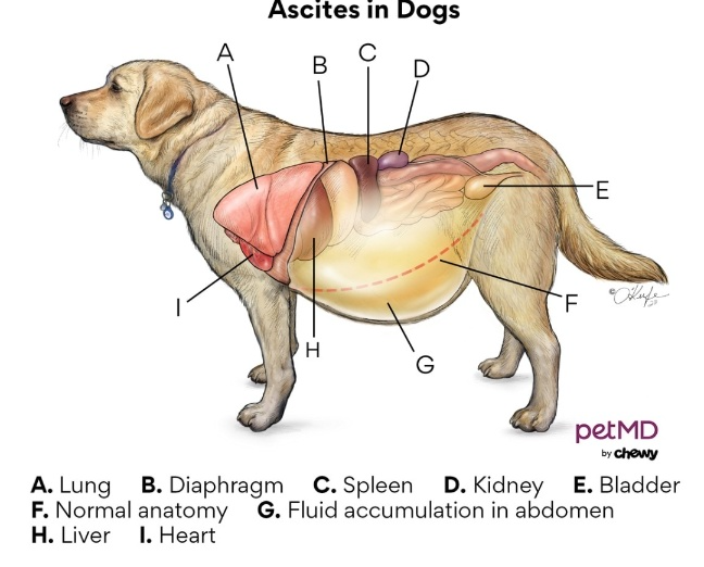 노령견 심장병 전조증상 (초기에 발견하는 보호자 체크 포인트)