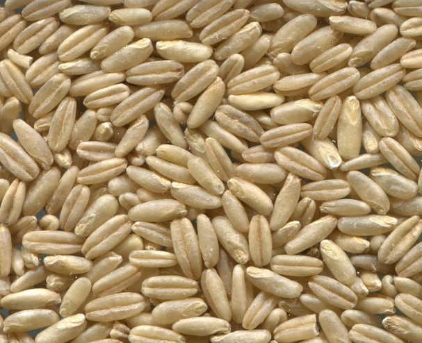 심장에좋은귀리