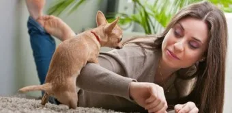 강아지 마운팅 이유 해결 방법_13