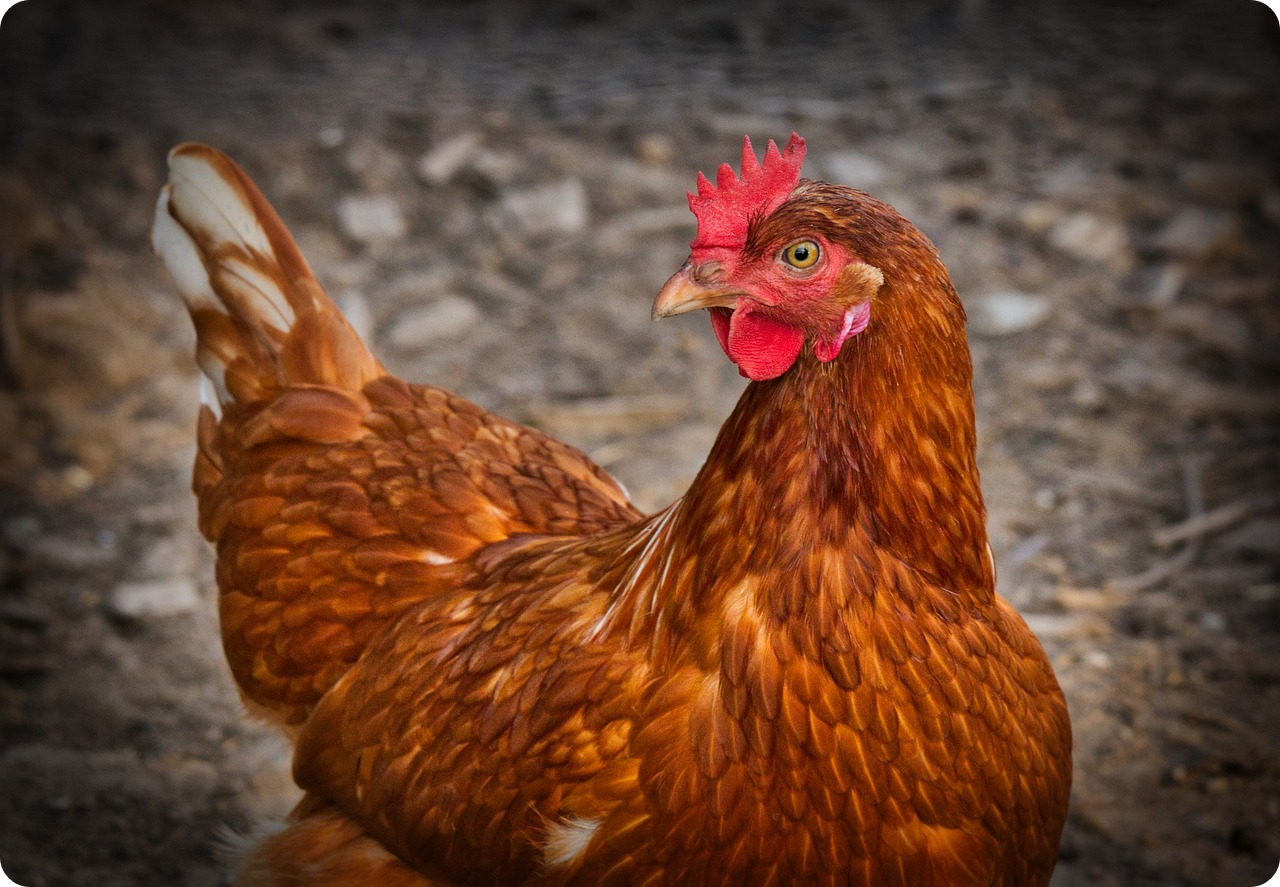 1993년생 (계유생) 4월 운세