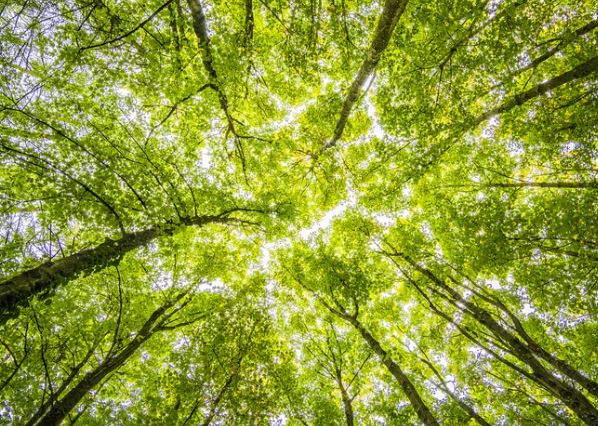 산림복지바우처 관련 사진