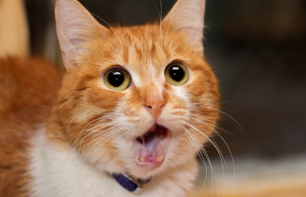 입을 벌리고 있는 갈색 고양이.