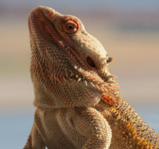 바쁜 직장인을 위한 파충류 입양 팁
