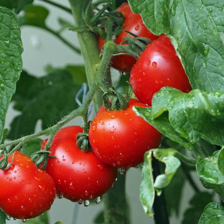 토마토-줄기에-매달려있는-사진