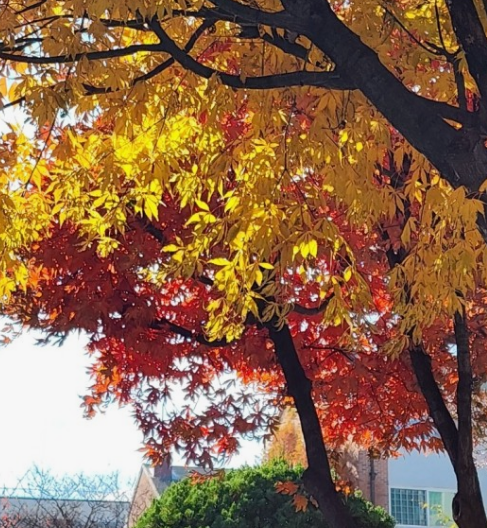 2024 유명한 산 단풍 시기