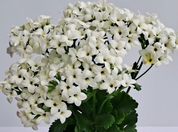 겨울 꽃 칼랑코에