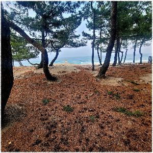 송정해수욕장