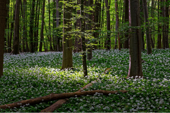 실내에서 숲을 느끼는 포레스트 테라피