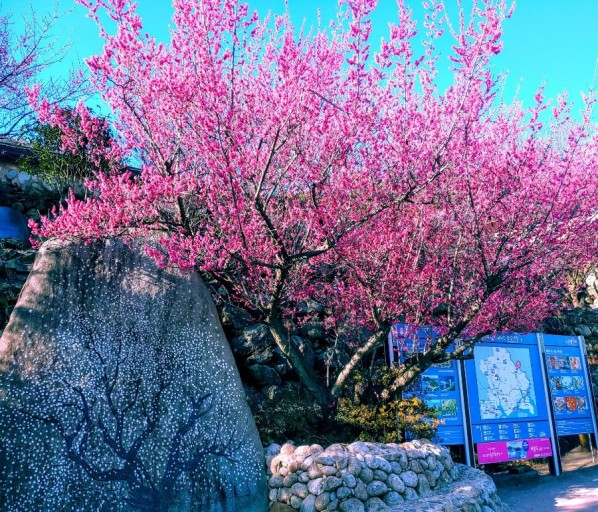 대한민국 매화가 유명한 여행지 톱 5