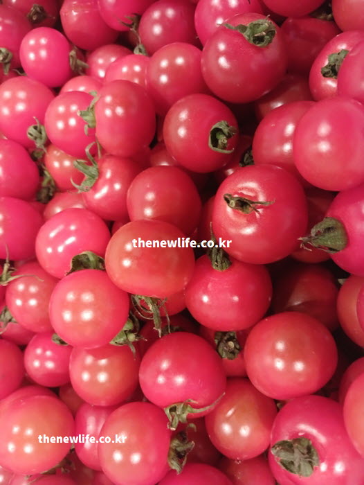 방울토마토의 효능이 눈의 망막 산화를 막는 루테인이 함유된 실물 접사