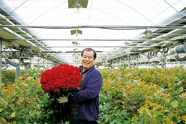 장미 재배 전정 시기 병해 예방 풍성한 개화_1