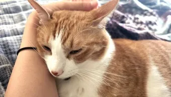 고양이 헤드번팅 이유, 위험신호,  고양이 박치기 의미_31