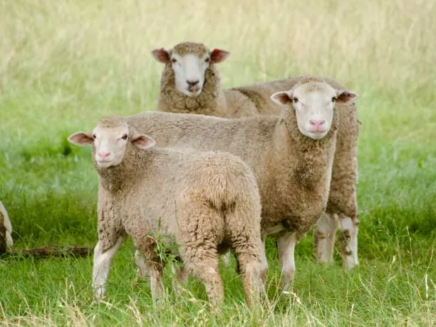 2025년 양띠 건강운