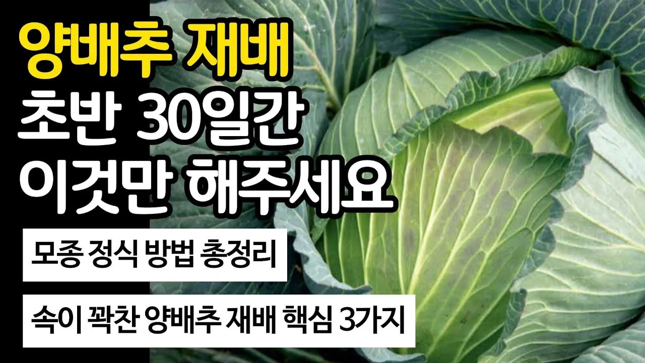 양배추 재배 배추흰나비 방제 칼슘 결핍 예방_8