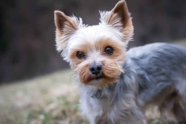 canine atopic dermatitis