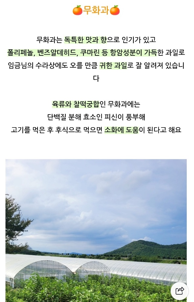 영암-재래종-무화과