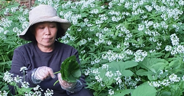 생방송투데이 이 주의 장바구니 화천 산나물 숲 ‘산방환담’에서 만나는 제철 명이나물