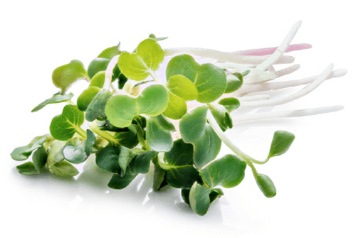 브로콜리 새싹 효능01