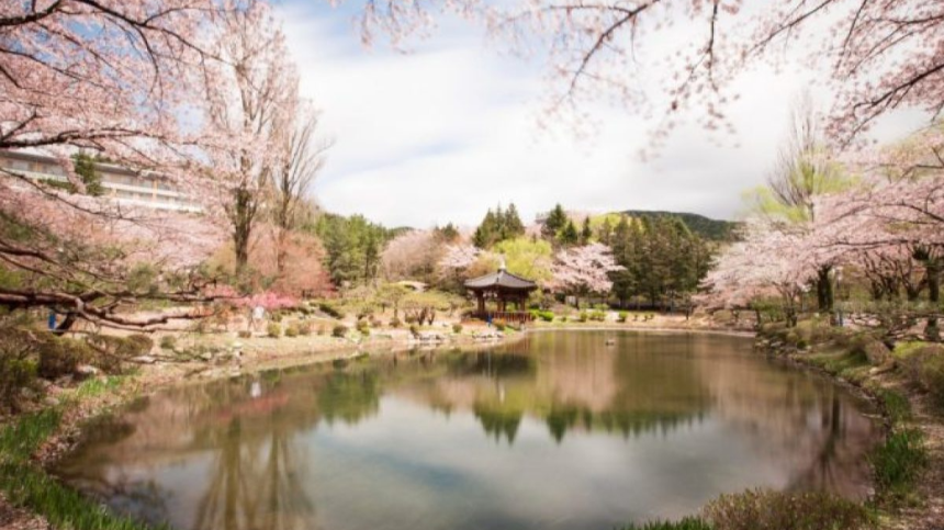 2025년 4월 국내 여행지 추천! 봄꽃과 함께 떠나는 최고의 여행지