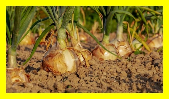 CDP 설문 대응 가이드: 2025년 최신 항목별 해설