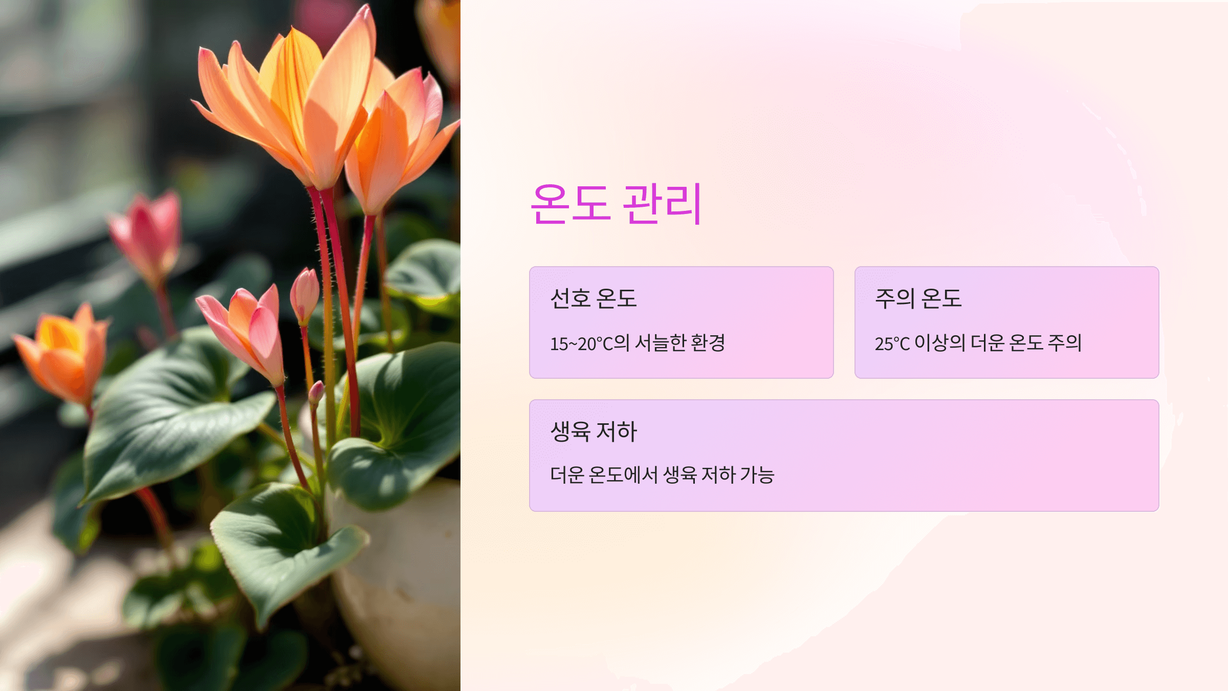 시클라멘 사진입니다.