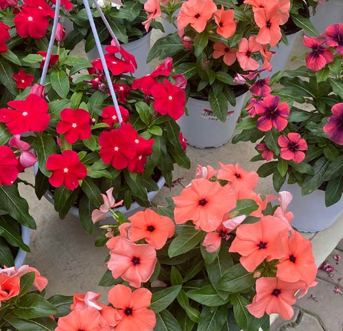 빨강, 주황, 핑크 일일초