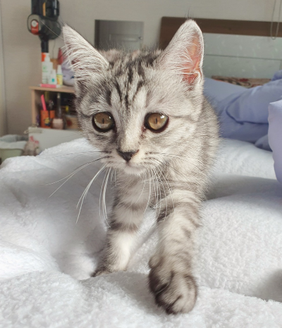 하얀 털 이불 위를 호기심 가득한 동그란 눈으로 걸어오고 있는 회색 고양이 별찌