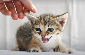 길냥이에게 간택받는 방법 4가지