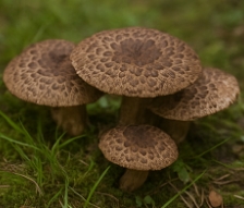 능이버섯 채취시기