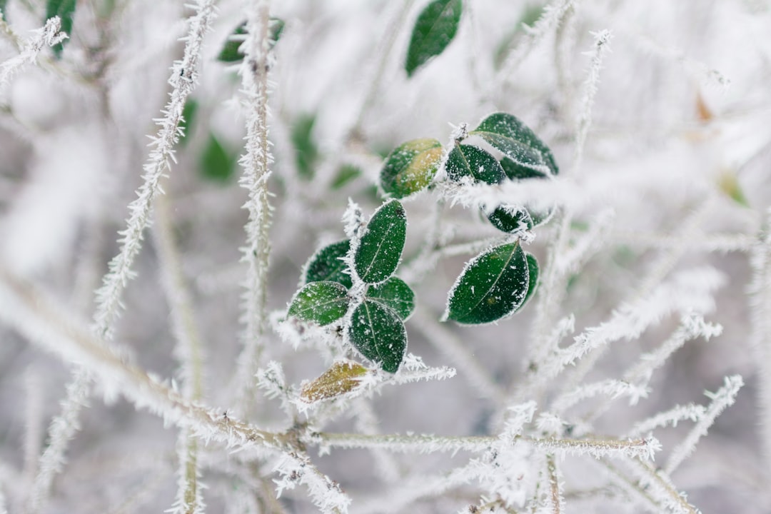 December