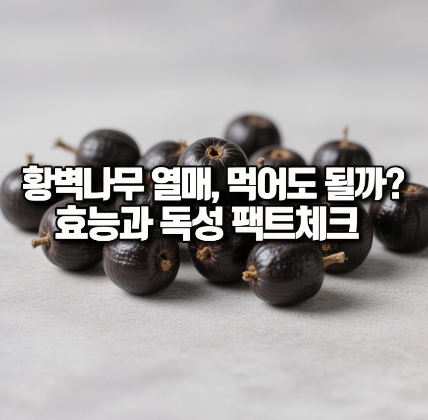 황벽나무 열매, 먹어도 될까? 효능과 독성 팩트체크