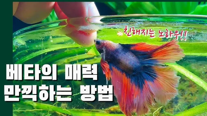베타 가격 키우기 분양 수명 먹이 성격 종류_4