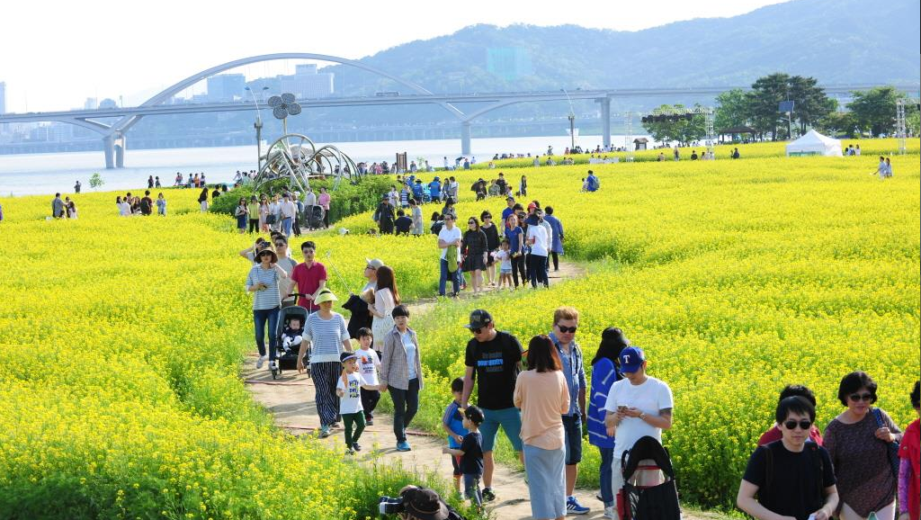 유채꽃 개화시기.유채꽃 명소.2023년안내