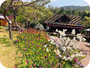 하늘빛수목정원 봄꽃 &amp; 튤립축제 이미지 출처: 하늘빛 수목정원 홈페이지
