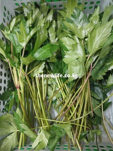 수확한 신선한 당귀잎을 바구니에 모아둔 모습. 잎과 줄기가 선명하게 보이는 실물 사진