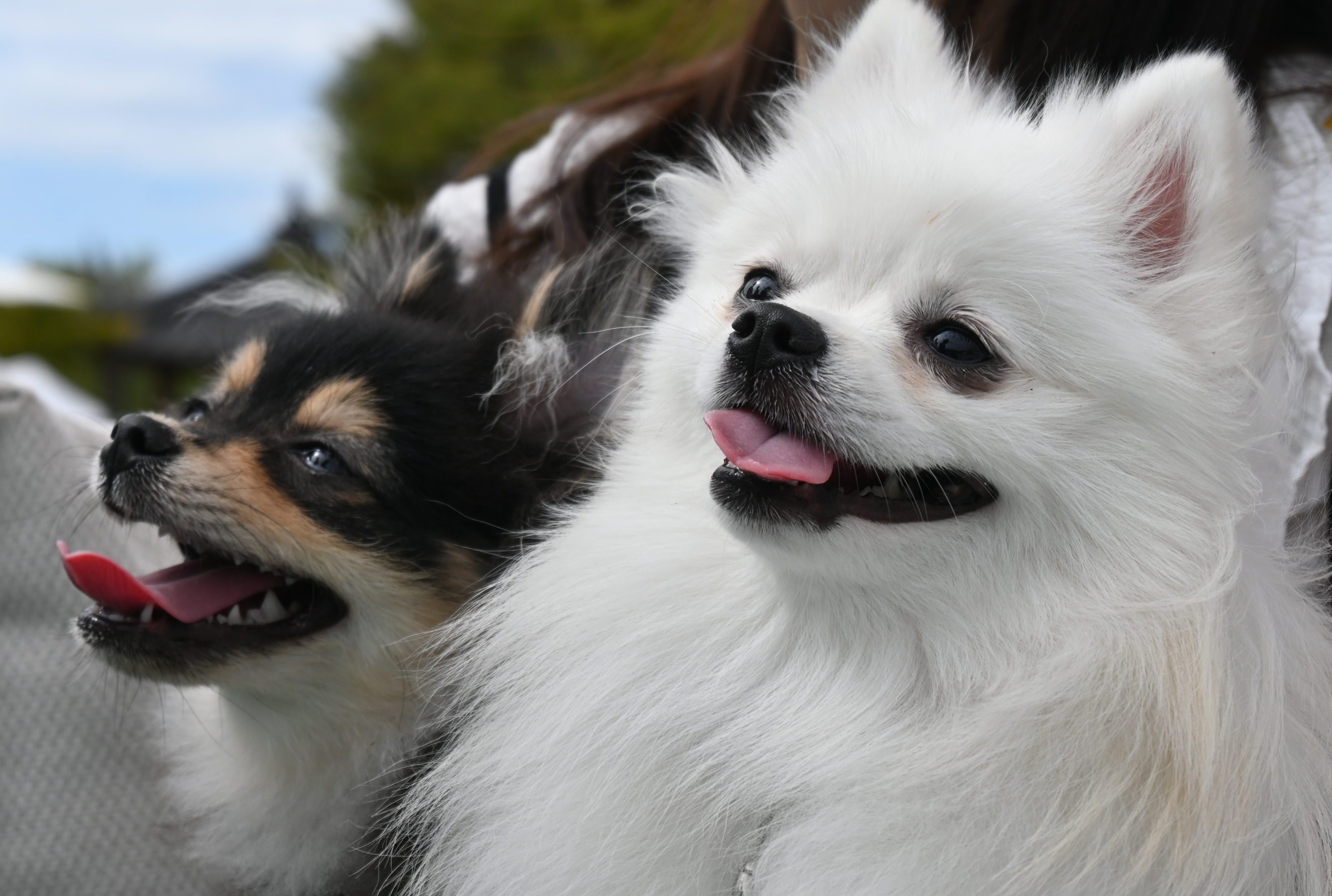 행복하게 웃고 있는 하콩&amp;달콩