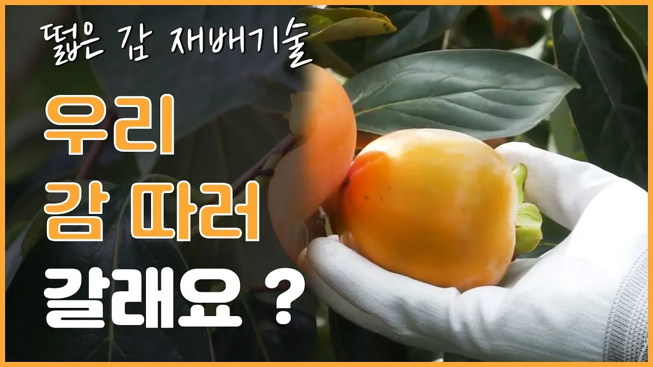 감 재배 탄저병 방제 가지 치기 저장 요령_4