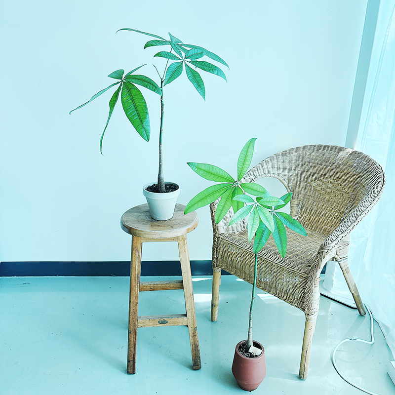 파키라-인테리어-식물