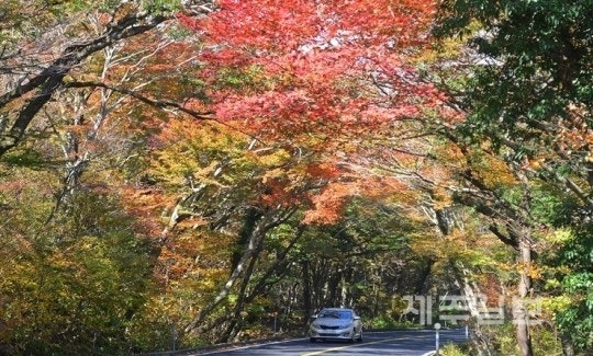 2025 제주도 단풍명소 TOP5|꼭 가봐야 할 곳들 관련 사진