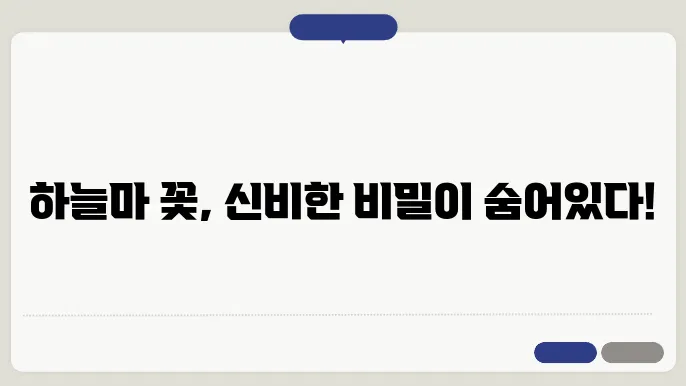 하늘마 꽃