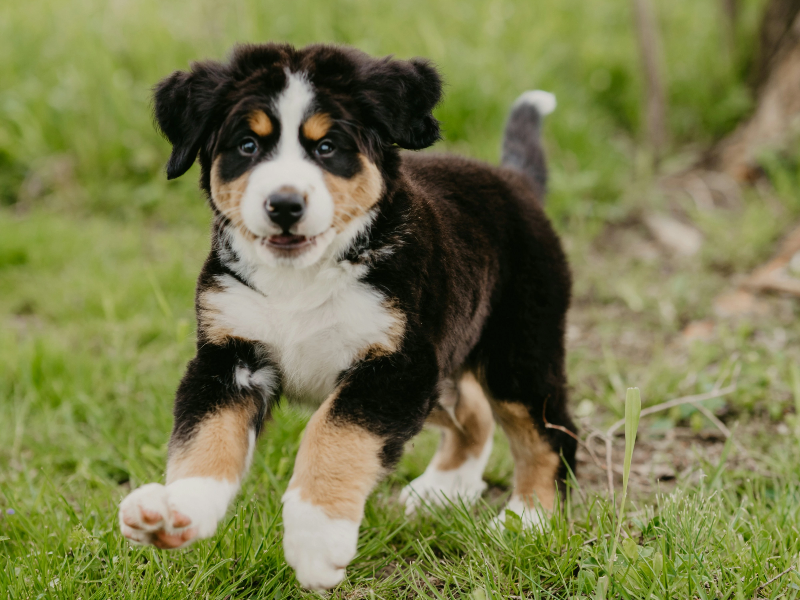 잔디에서 뛰는 개