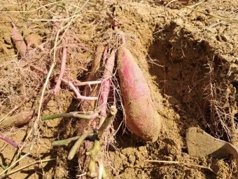 고구마캐는시기 딱 3가지 신호만 보세요 보관법까지 총정리로_23
