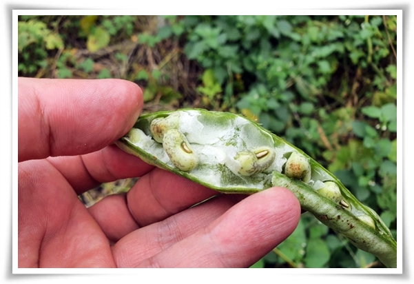 텃밭 "5월, 동부콩 심으세요!" 텃밭의 숨은 보석 알고보면 매력 덩어리!