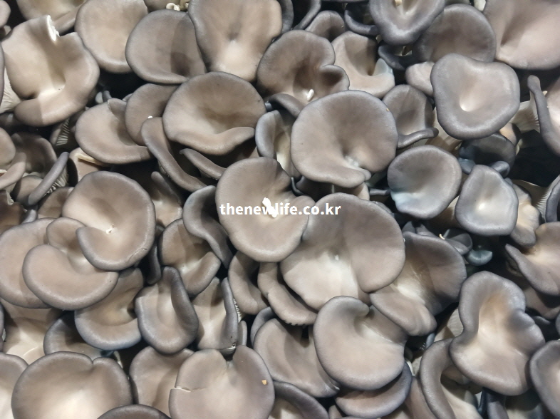 낮은 칼로리와 풍부한 포만감으로 체중 관리에 효과적인 신선한 느타리버섯들이 촘촘하게 모여 있는 실물 사진