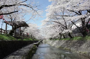 밤 벚꽃 구경 후 필수 코스! 꿀잠 보장하는 디카페인 스페셜티 로컬 카페 추천